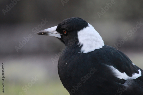 Australasian Magpie 