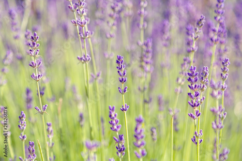 Floral background of lavender blooming. Purple lavender flowers on natural background.