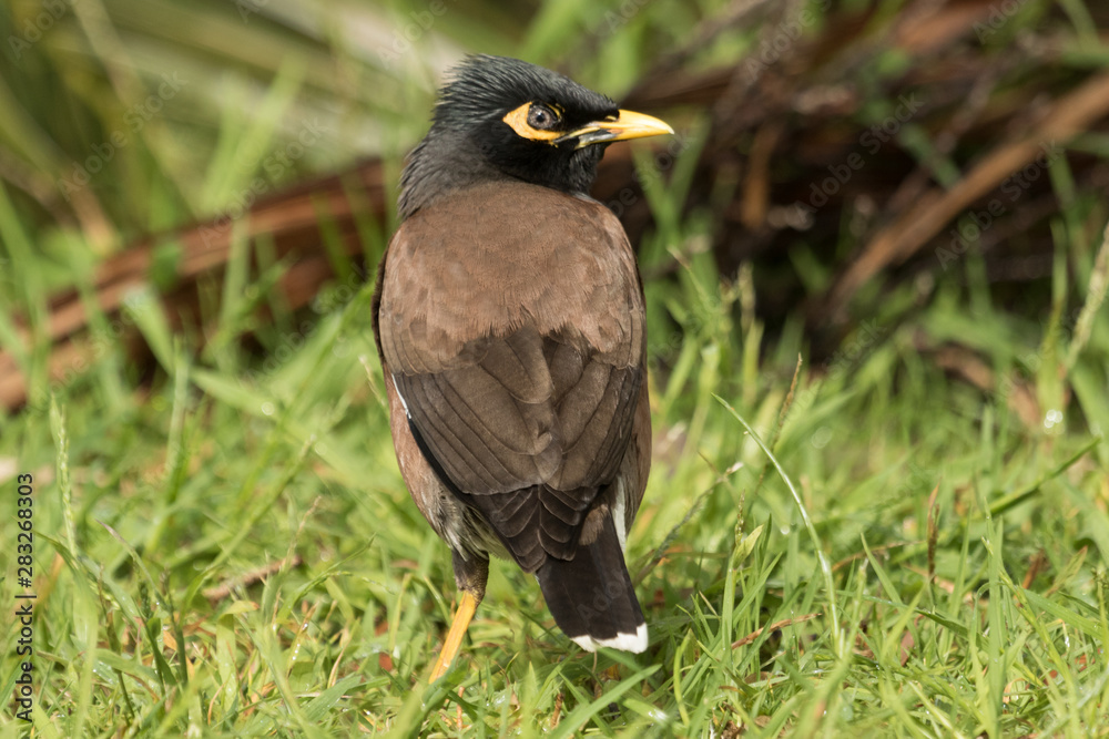 Common Mynah Common Mynah