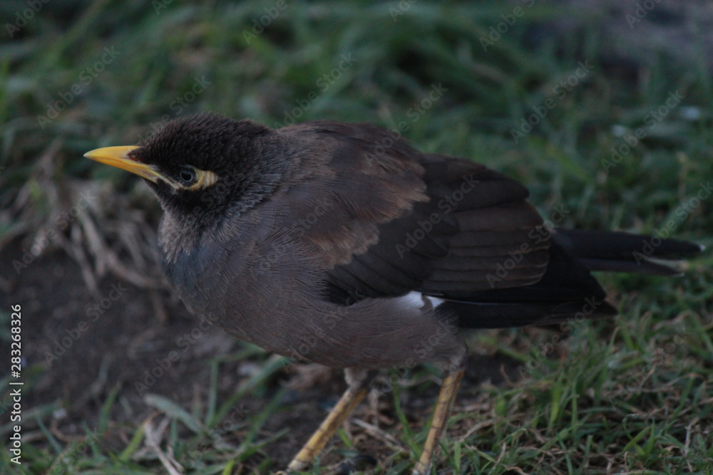Fototapeta premium Common Mynah
