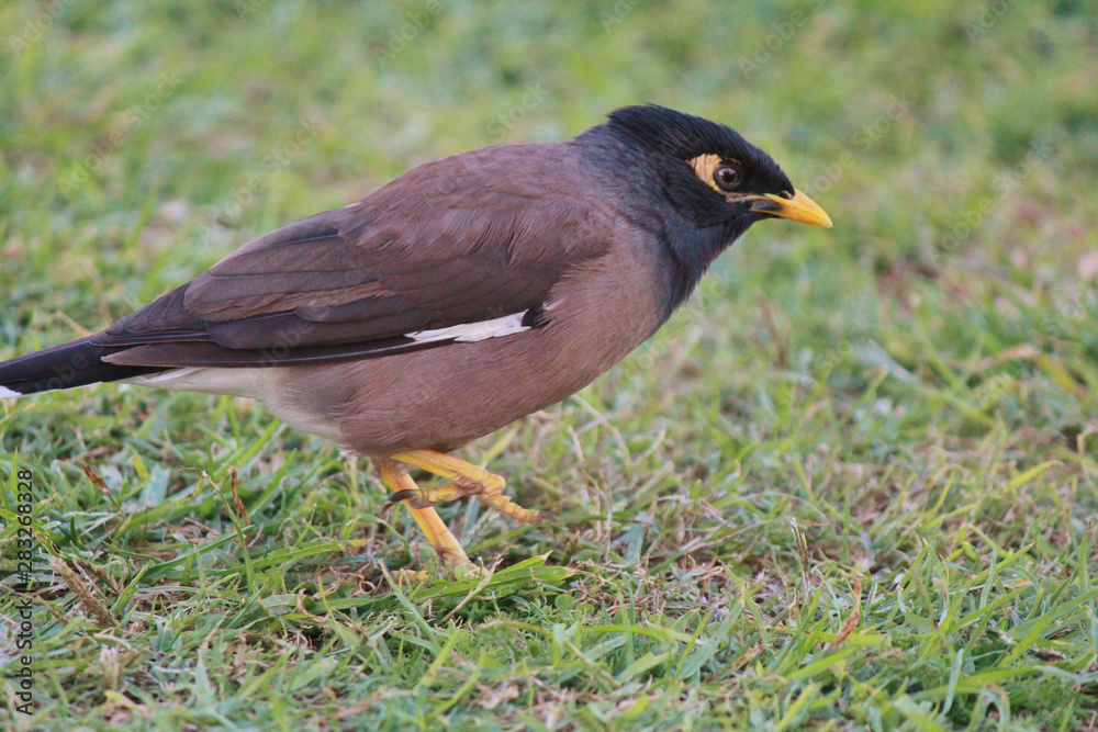 Common Mynah Common Mynah