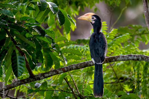 Oriental Pied Hornbill on branch on green background in nature. photo