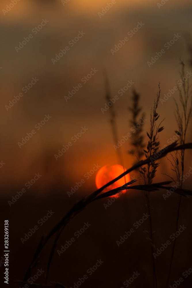 Obraz premium tree in the sunset