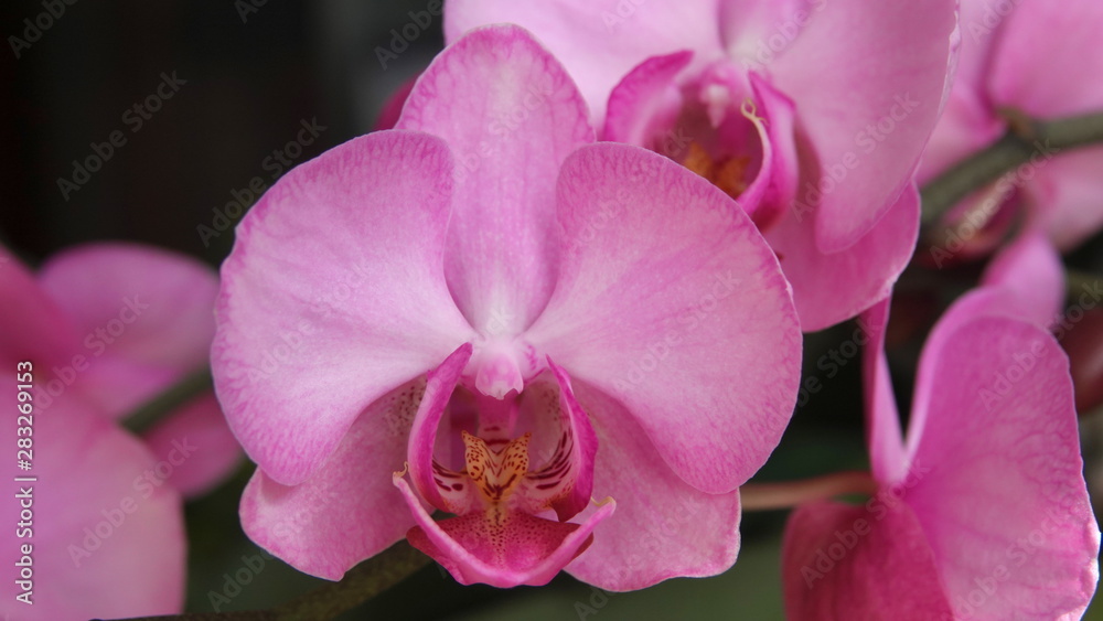 Pink orchid flower close up