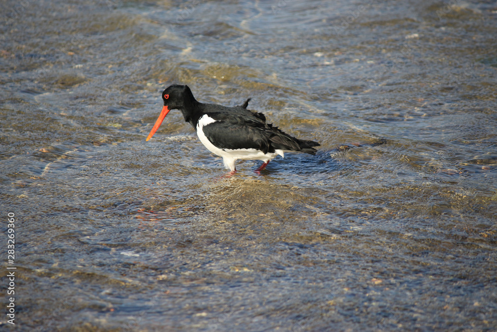 South Island Pied Oystercatcher in New Zealand South Island Pied Oystercatcher in New Zealand