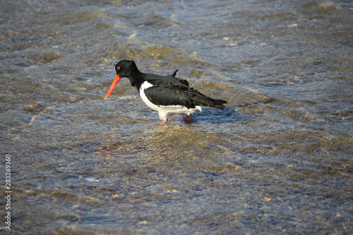 South Island Pied Oystercatcher in New Zealand
