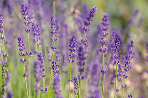 Lavender flowers. Lavender blooms. Aromatic herbs and medicinal plants in the garden. Floral background. © Flower_Garden