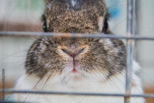 Small gray and white dwarf rabbit face peers through cage at county fair photo