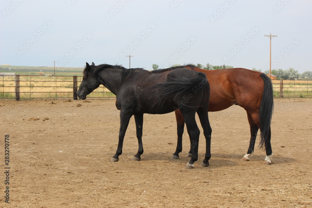 Obraz premium Horses