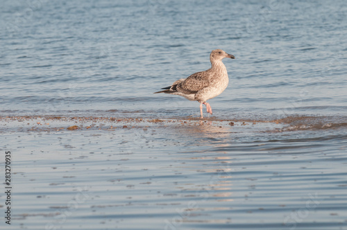 Seagull walking on the beach, La Paz Baja California Sur. Mexico