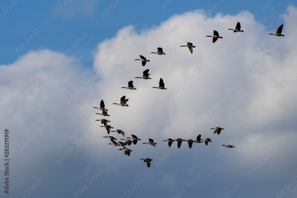 Obraz premium Thousands of geese migrate each year, many hunters await for flocks of Canadian geese