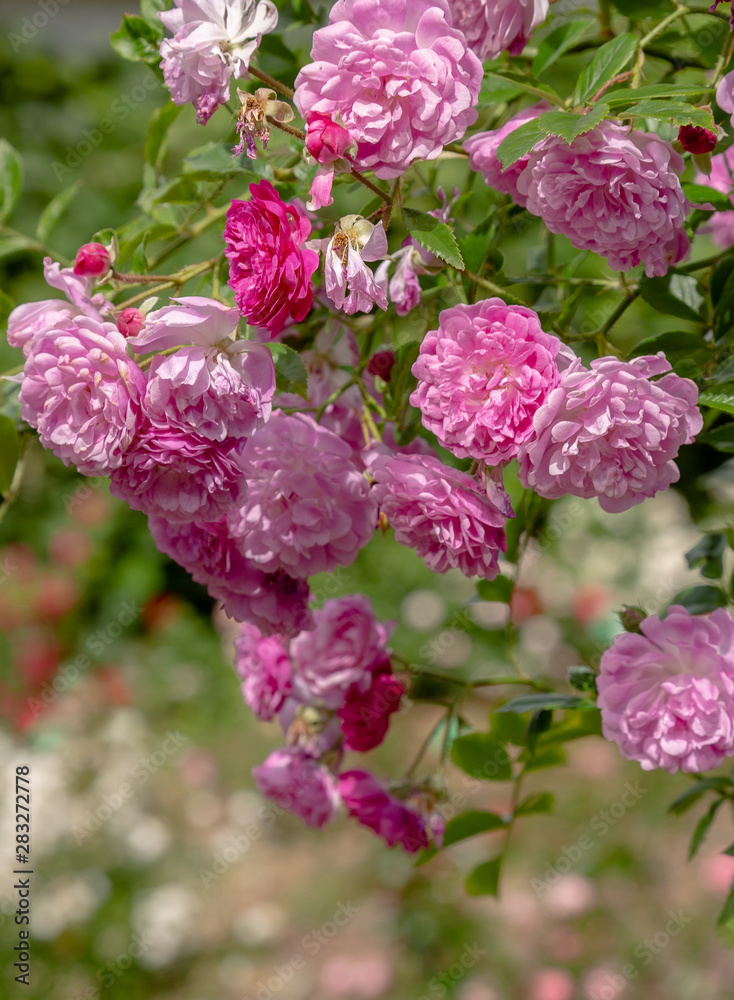 Beautiful purplish (violet) climbing roses in spring in the garden . Purple roses in green background. Gardening concept. Beautiful purplish (violet) climbing roses in spring in the garden . Purple roses in green background. Gardening concept.
