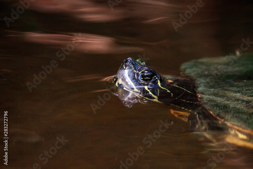 Eastern chicken turtle Deirochelys reticularia photo