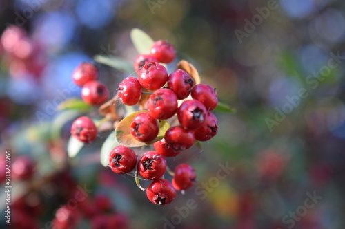 fruto rojo