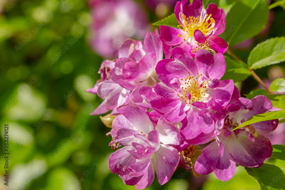 Beautiful purplish (violet) climbing roses in spring in the garden . Purple roses in green background. Gardening concept.