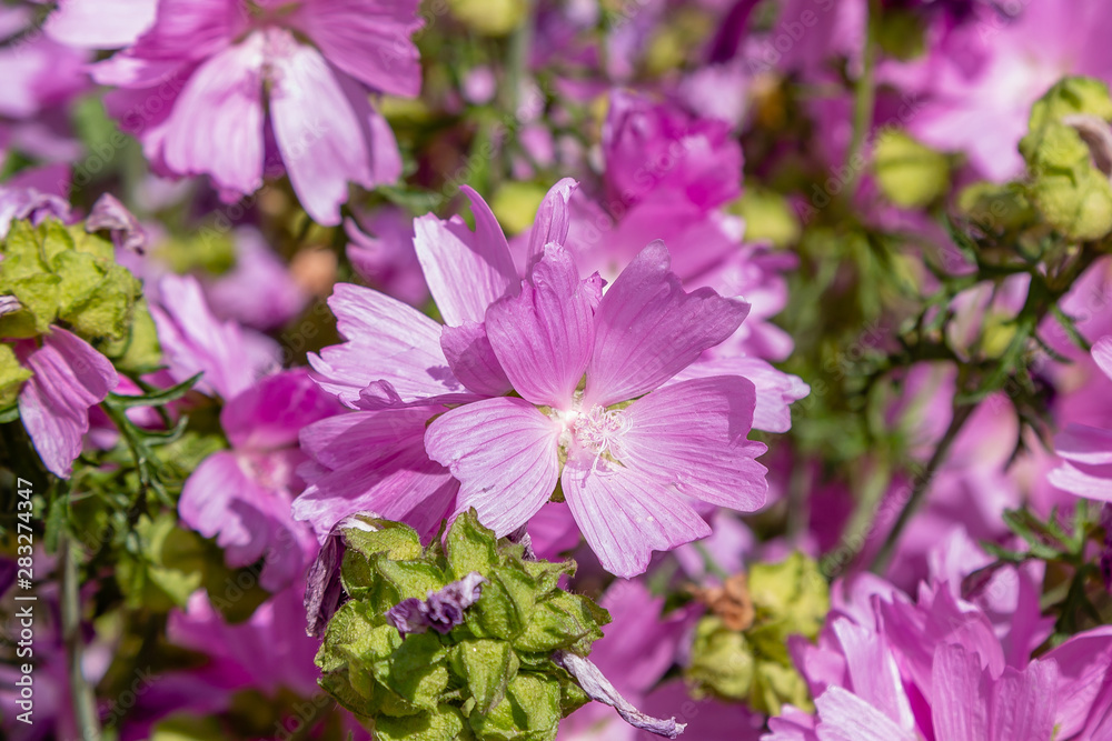 Malva moschata in garden. Pink flowers of malva moschata