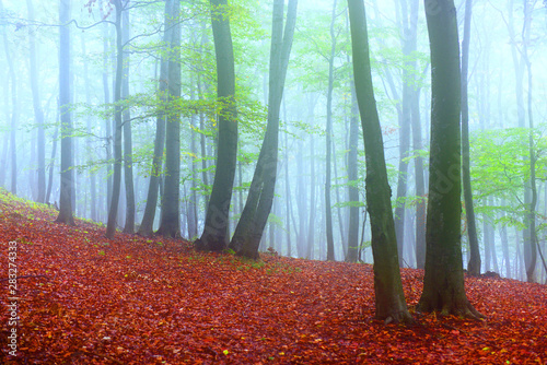 Misty forest landscape