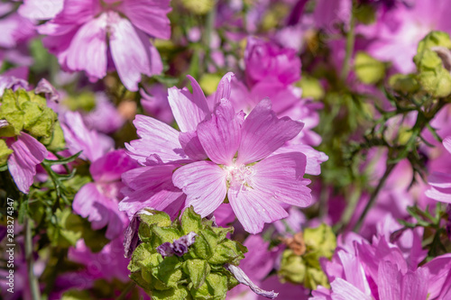 Malva moschata in garden. Pink flowers of malva moschata