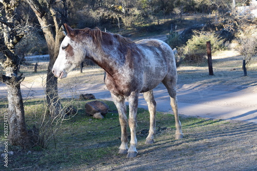 HORSES