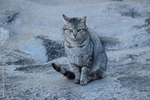 cats