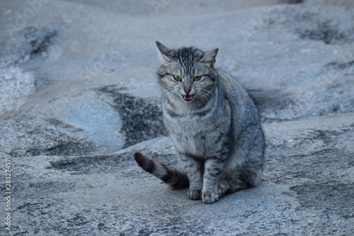 felino