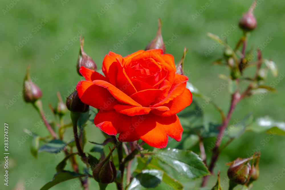 Beautiful red Kordes rose in garden Beautiful red Kordes rose in garden