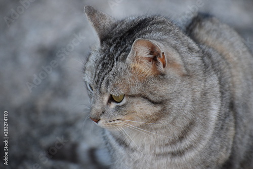 felino