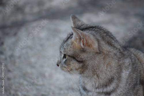 felino