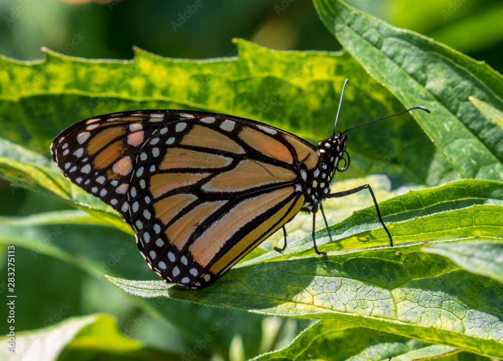 Fototapeta premium Monarch butterfly on a leaf