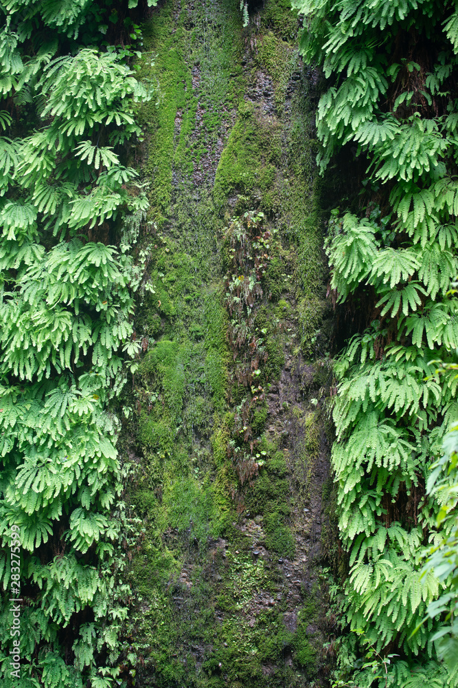 Weeping wall of green life