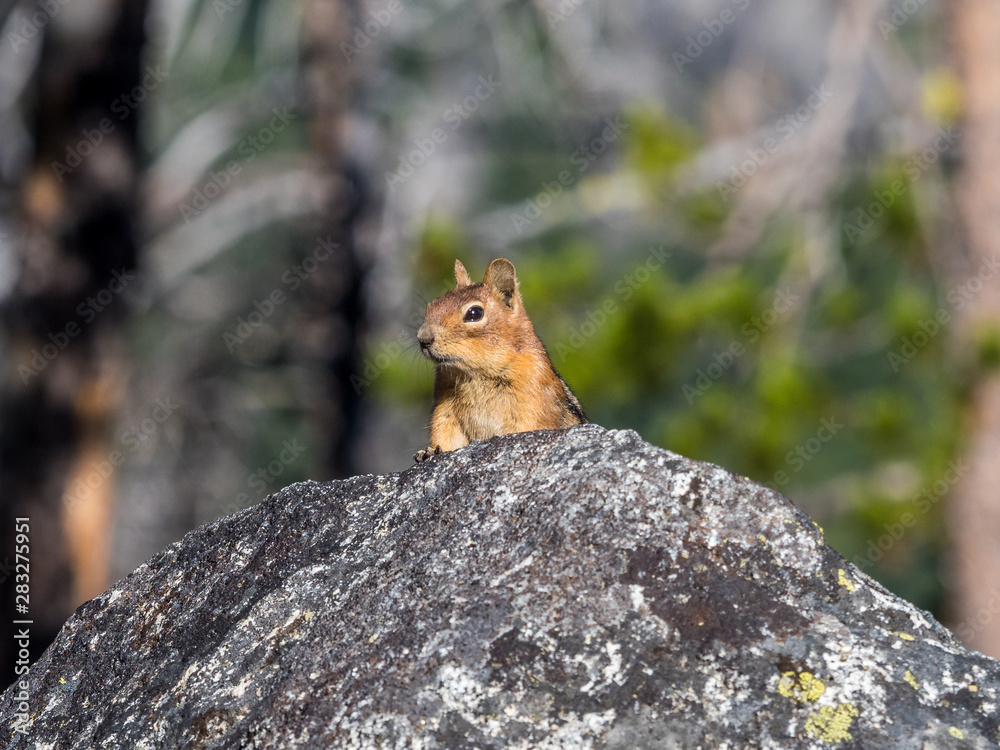 Stock photo of chipmunk Stock photo of chipmunk