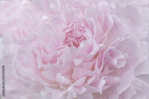 Fototapeta Naklejka Na Ścianę i Meble -  Floral pastel background. Pink peony macro. Petals of pink peony