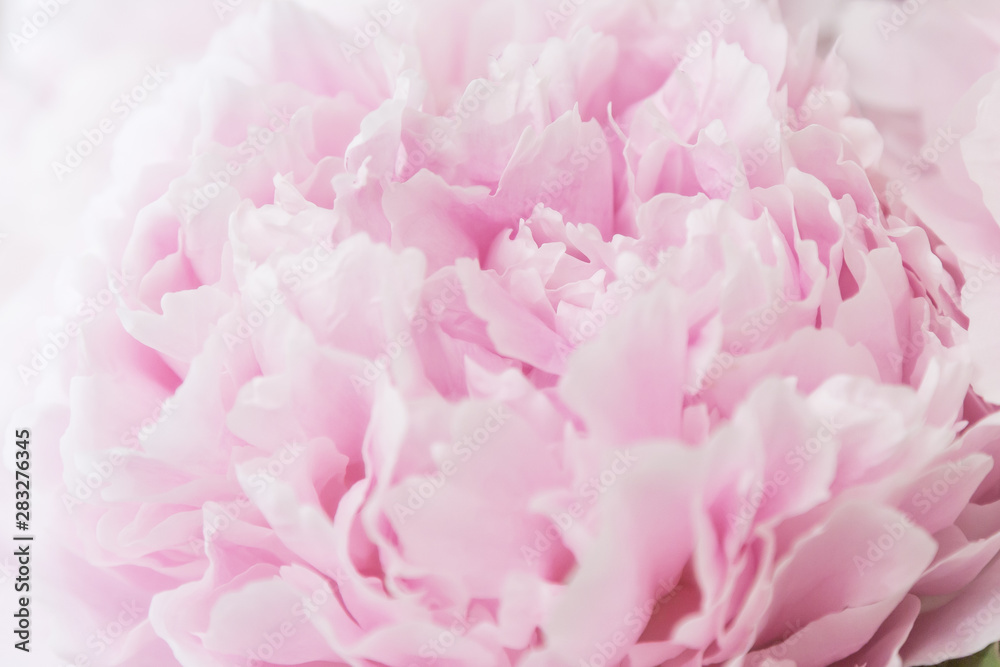 Fototapeta Kwiatowy pastelowe tło. Różowa piwonia makro. Płatki różowej piwonii