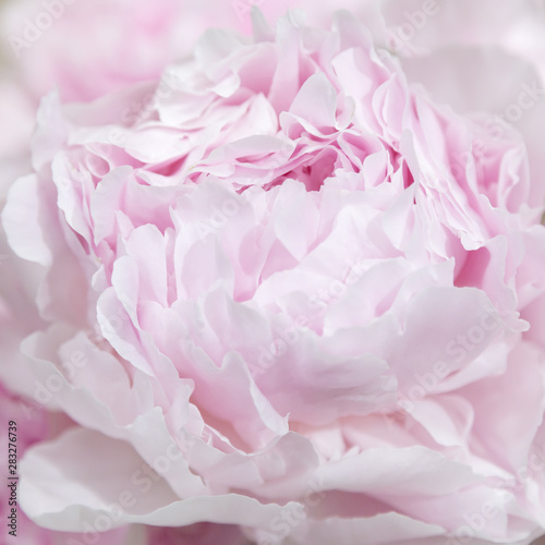 Floral pastel background. Pink peony macro. Petals of pink peony