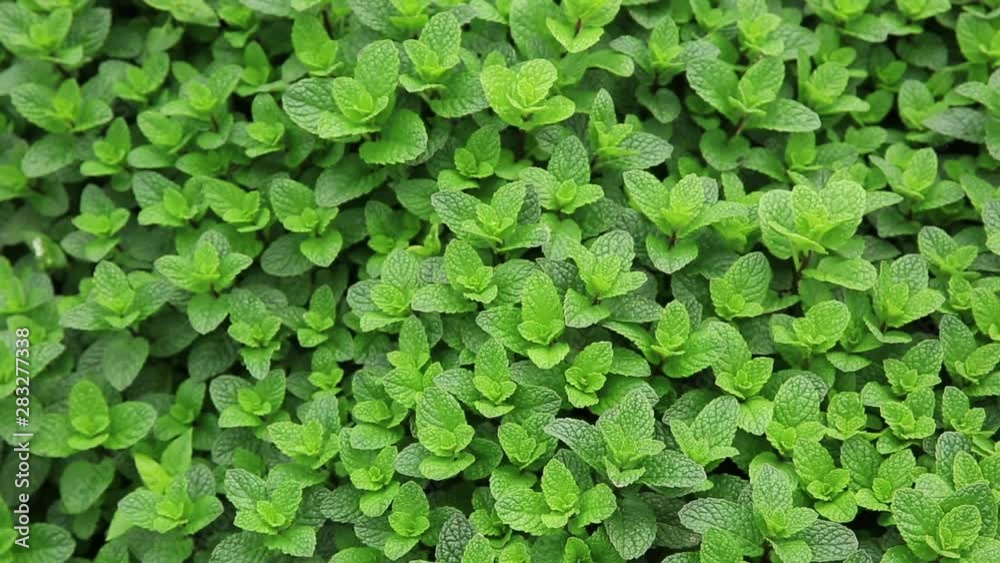 Dense mint plant growing at vegetable garden Dense mint plant growing at vegetable garden