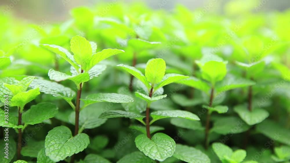 Dense mint plant growing at vegetable garden Dense mint plant growing at vegetable garden