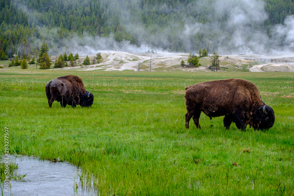 Buffalos in Yellowstone, Wyoming, USA