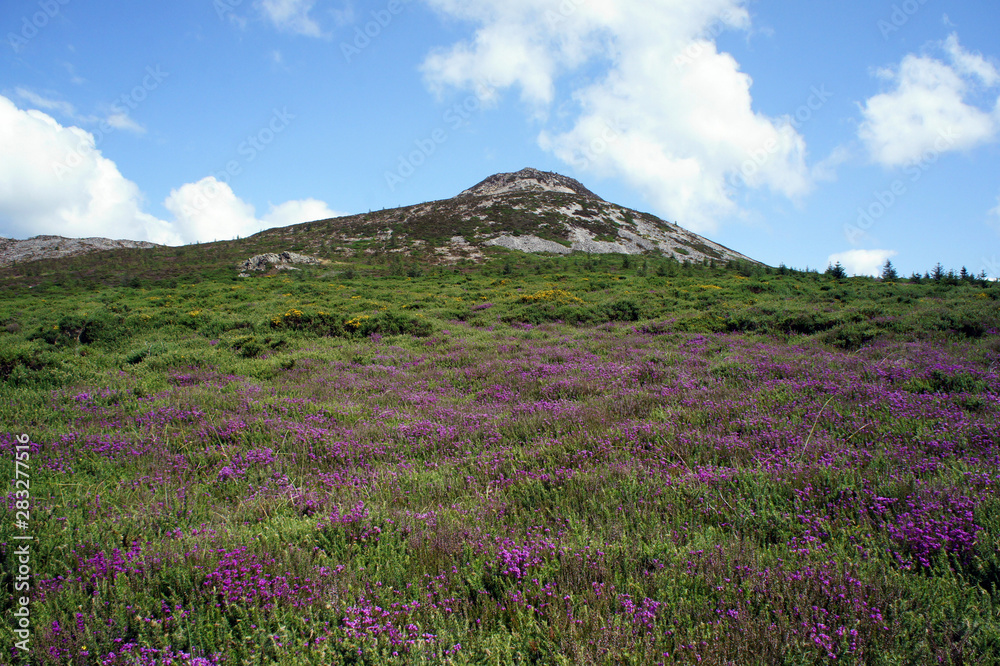 Thickets of gorse and heather on the western slope of the Great Sugar Loaf Mountain.Ireland. Thickets of gorse and heather on the western slope of the Great Sugar Loaf Mountain.Ireland.