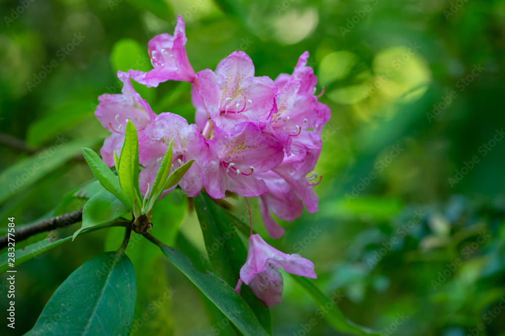 Obraz premium Rainforest flowers, a delicate. balance!