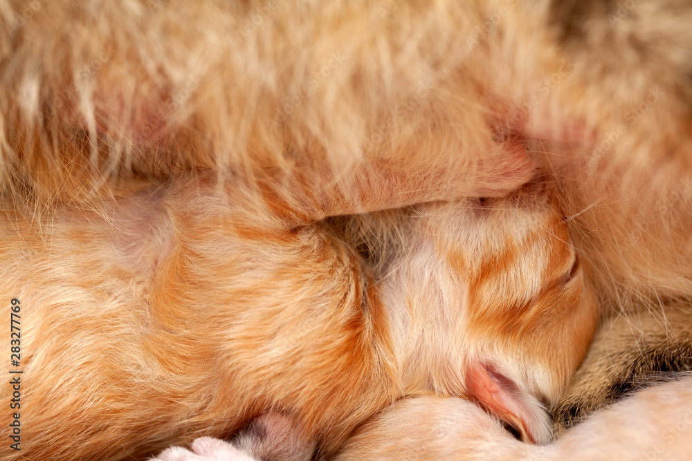 Newborn kitten eating - cat nurse feeding her kittens in close Newborn kitten eating - cat nurse feeding her kittens in close