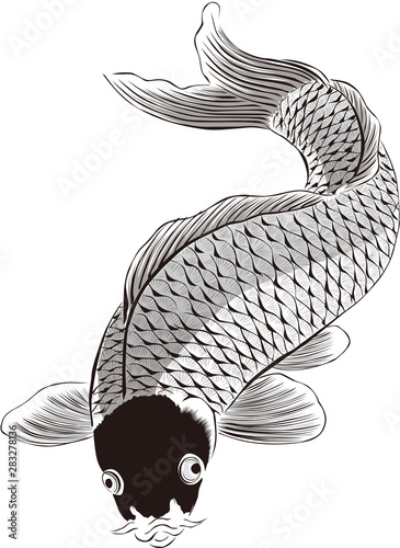 浮世絵　鯉　その1