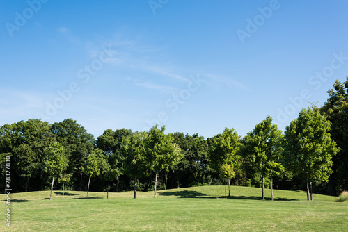 trees with green leaves on green grass against blue sky in park