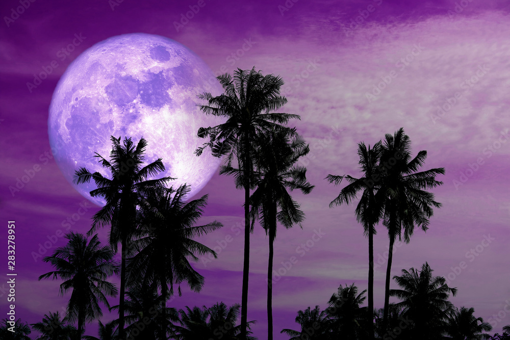 full harvest purple moon on sky and silhouette coconut palm trees