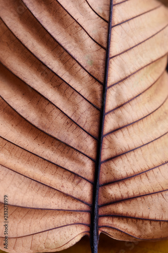 close up of brown autumn leaves 