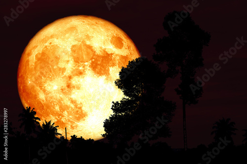 red sturgeon moon on the night red sky back silhouette branch tree