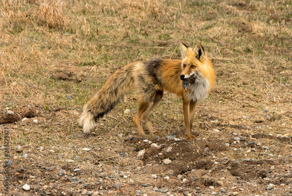 Fototapeta premium The Hunter