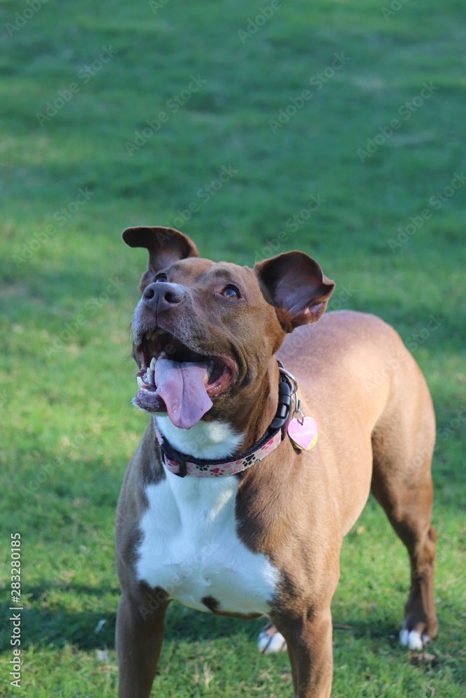 smiling dog at the park smiling dog at the park