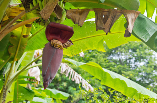 Banana blossom on a tree in the garden. photo