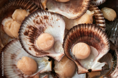 Tasty clam. Raw seafood.