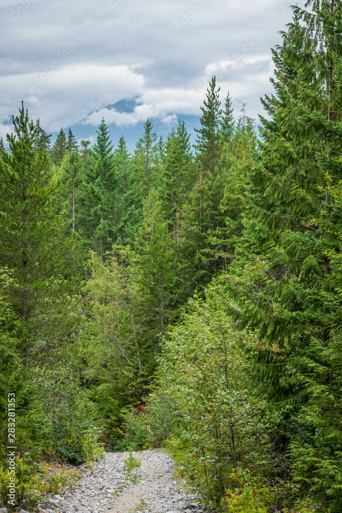 Fototapeta premium View at Mountain Trail in British Columbia, Canada. Mountains Background. DeBeck Trail.